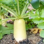 だいこん、ダイコン、大根、Japanese white radish