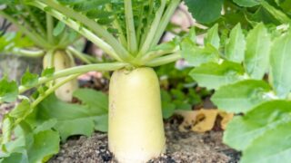 だいこん、ダイコン、大根、Japanese white radish